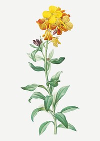 Vintage yellow wallflower plant vector