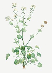 Vintage scurvy-grass plant illustration