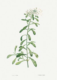 Cluster of small white flowers from La Botanique de J. J. Rousseau by <a href="https://www.rawpixel.com/search/Redout%C3%A9?sort=curated&amp;page=1">Pierre-Joseph Redout&eacute;</a> (1759&ndash;1840). Original from the Library of Congress. Digitally enhanced by rawpixel.