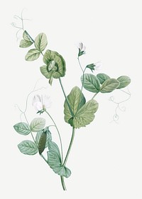 Vintage white lolliradio pea flower illustration