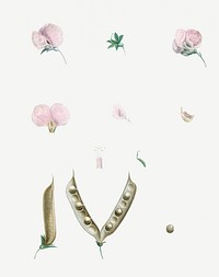 Vintage butterfly pea flower parts illustration