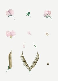 Vintage butterfly pea flower parts vector