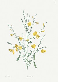 Broom flower from La Botanique de J. J. Rousseau by <a href="https://www.rawpixel.com/search/Redout%C3%A9?sort=curated&amp;page=1">Pierre-Joseph Redout&eacute;</a> (1759&ndash;1840). Original from the Library of Congress. Digitally enhanced by rawpixel.
