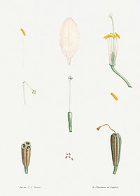 Flower parts from La Botanique de J. J. Rousseau by Pierre-Joseph Redout&eacute; (1759&ndash;1840). Original from the Library of Congress. Digitally enhanced by rawpixel.