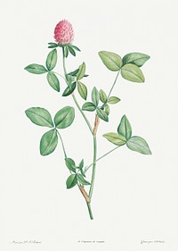 Clover flower from La Botanique de J. J. Rousseau by <a href="https://www.rawpixel.com/search/Redout%C3%A9?sort=curated&amp;page=1">Pierre-Joseph Redout&eacute;</a> (1759&ndash;1840). Original from the Library of Congress. Digitally enhanced by rawpixel.