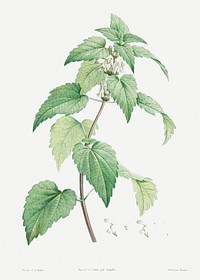 White dead-nettle from La Botanique de J. J. Rousseau by <a href="https://www.rawpixel.com/search/Redout%C3%A9?sort=curated&amp;page=1">Pierre-Joseph Redout&eacute;</a> (1759&ndash;1840). Original from the Library of Congress. Digitally enhanced by rawpixel.