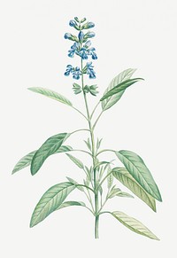 Vintage sage herb plant illustration