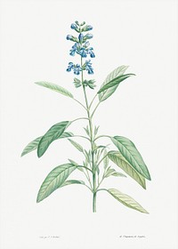 Sage from La Botanique de J. J. Rousseau by <a href="https://www.rawpixel.com/search/Redout%C3%A9?sort=curated&amp;page=1">Pierre-Joseph Redout&eacute;</a> (1759&ndash;1840). Original from the Library of Congress. Digitally enhanced by rawpixel.
