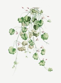 Vintage kenilworth Ivy plant  illustration