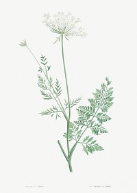 Wild carrot from La Botanique de J. J. Rousseau by <a href="https://www.rawpixel.com/search/Redout%C3%A9?sort=curated&amp;page=1">Pierre-Joseph Redout&eacute;</a> (1759&ndash;1840). Original from the Library of Congress. Digitally enhanced by rawpixel.