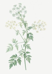 Vintage poison hemlock plant illustration