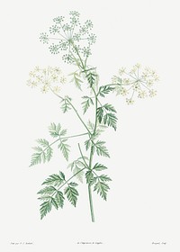 Hemlock from La Botanique de J. J. Rousseau by <a href="https://www.rawpixel.com/search/Redout%C3%A9?sort=curated&amp;page=1">Pierre-Joseph Redout&eacute;</a> (1759&ndash;1840). Original from the Library of Congress. Digitally enhanced by rawpixel.