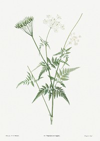Turnip-rooted chervil from La Botanique de J. J. Rousseau by <a href="https://www.rawpixel.com/search/Redout%C3%A9?sort=curated&amp;page=1">Pierre-Joseph Redout&eacute;</a> (1759&ndash;1840). Original from the Library of Congress. Digitally enhanced by rawpixel.