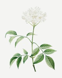 Vintage elderflowers plant vector