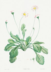 Daisy from La Botanique de J. J. Rousseau by <a href="https://www.rawpixel.com/search/Redout%C3%A9?sort=curated&amp;page=1">Pierre-Joseph Redout&eacute;</a> (1759&ndash;1840). Original from the Library of Congress. Digitally enhanced by rawpixel.