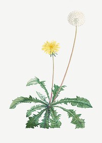 Vintage dandelion flowering plant illustration
