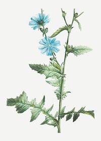 Vintage chicory plant vector