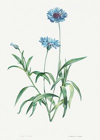 Blue flower from La Botanique de J. J. Rousseau by <a href="https://www.rawpixel.com/search/Redout%C3%A9?sort=curated&amp;page=1">Pierre-Joseph Redout&eacute;</a> (1759&ndash;1840). Original from the Library of Congress. Digitally enhanced by rawpixel.