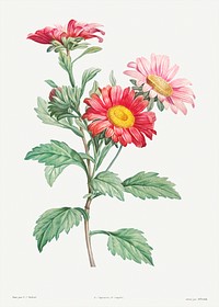 Red aster from La Botanique de J. J. Rousseau by <a href="https://www.rawpixel.com/search/Redout%C3%A9?sort=curated&amp;page=1">Pierre-Joseph Redout&eacute;</a> (1759&ndash;1840). Original from the Library of Congress. Digitally enhanced by rawpixel.