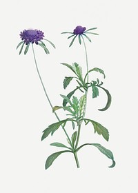 Vintage allium atropurpureum flower illustration