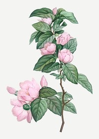 Vintage pale pink flowers vector