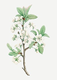 Vintage white plum flower vector