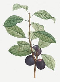 Vintage prune fruit illustration