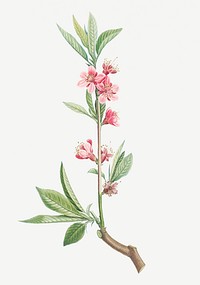 Vintage pink flower branch illustration
