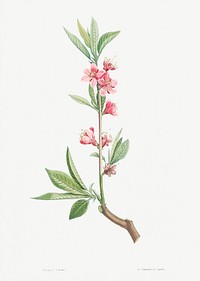 Pink flowers from La Botanique de J. J. Rousseau by <a href="https://www.rawpixel.com/search/Redout%C3%A9?sort=curated&amp;page=1">Pierre-Joseph Redout&eacute;</a> (1759&ndash;1840). Original from the Library of Congress. Digitally enhanced by rawpixel.