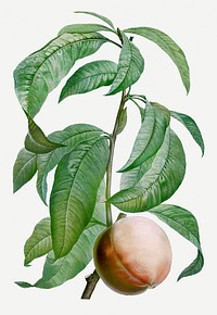 Vintage peach fruit illustration