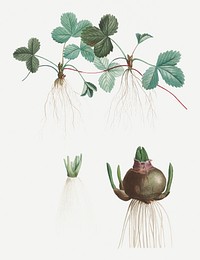 Vintage strawberry and other plants illustration