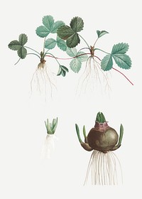 Vintage strawberry and other plants vector