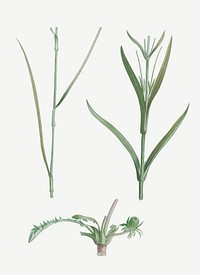 Vintage plant stems set illustration