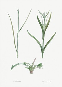 Plant stem from La Botanique de J. J. Rousseau by Pierre-Joseph Redout&eacute; (1759&ndash;1840). Original from the Library of Congress. Digitally enhanced by rawpixel.