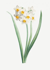 Vintage white narcissus flower illustration