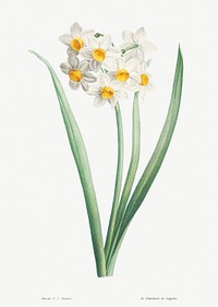 Narcissus from La Botanique de J. J. Rousseau by Pierre-Joseph Redouté (1759–1840). Original from the Library of Congress. Digitally enhanced by rawpixel.