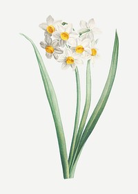 Vintage white narcissus flower vector