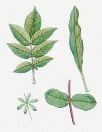 Vintage tree leaves set illustration