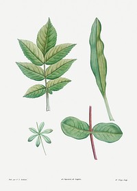 Tree leaves set from La Botanique de J. J. Rousseau by Pierre-Joseph Redout&eacute; (1759&ndash;1840). Original from the Library of Congress. Digitally enhanced by rawpixel.