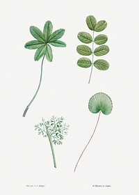 Tree leaf set from La Botanique de J. J. Rousseau by <a href="https://www.rawpixel.com/search/Redout%C3%A9?sort=curated&amp;page=1">Pierre-Joseph Redout&eacute;</a> (1759&ndash;1840). Original from the Library of Congress. Digitally enhanced by rawpixel.