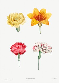 Flower set from La Botanique de J. J. Rousseau by <a href="https://www.rawpixel.com/search/Redout%C3%A9?sort=curated&amp;page=1">Pierre-Joseph Redout&eacute;</a> (1759&ndash;1840). Original from the Library of Congress. Digitally enhanced by rawpixel.