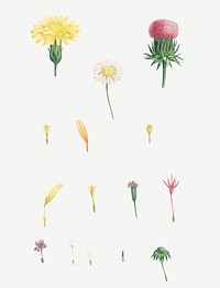 Vintage flowers set illustration