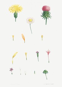 Flower set from La Botanique de J. J. Rousseau by <a href="https://www.rawpixel.com/search/Redout%C3%A9?sort=curated&amp;page=1">Pierre-Joseph Redout&eacute;</a> (1759&ndash;1840). Original from the Library of Congress. Digitally enhanced by rawpixel.