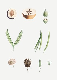 Vintage plants part vector