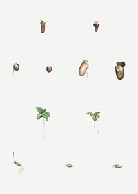 Vintage seed growth illustration