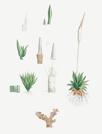 Vintage botanical roots and leaves set illustration