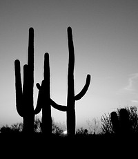 Saguaro Cactus near Tucson, Arizona. Original image from <a href="https://www.rawpixel.com/search/carol%20m.%20highsmith?sort=curated&amp;page=1">Carol M. Highsmith</a>&rsquo;s America, Library of Congress collection. Digitally enhanced by rawpixel.