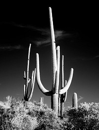 Saguaro Cactus near Tucson, Arizona. Original image from Carol M. Highsmith&rsquo;s America, Library of Congress collection. Digitally enhanced by rawpixel.