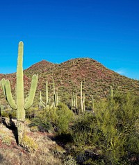 Saguaro Cactus near Tucson, Arizona. Original image from <a href="https://www.rawpixel.com/search/carol%20m.%20highsmith?sort=curated&amp;page=1">Carol M. Highsmith</a>&rsquo;s America, Library of Congress collection. Digitally enhanced by rawpixel.