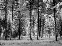 Infrared view of a forest of trees in Montana. Original image from <a href="https://www.rawpixel.com/search/carol%20m.%20highsmith?sort=curated&amp;page=1">Carol M. </a><a href="https://www.rawpixel.com/search/carol%20m.%20highsmith?sort=curated&amp;page=1">Highsmith</a>&#39;s America, Library of Congress collection. Digitally enhanced by rawpixel.